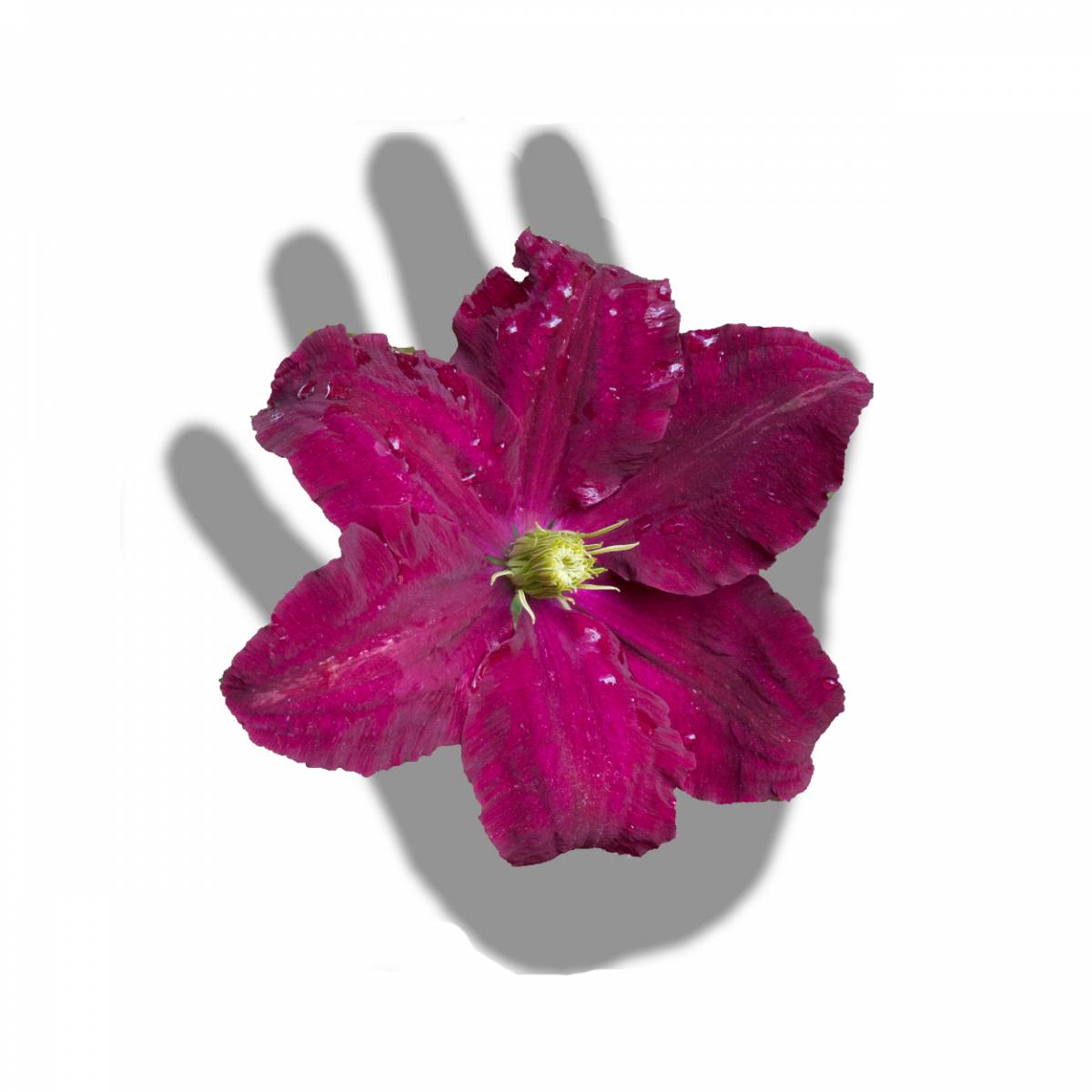 Clématite niobe/clematis niobe[-]pot de 1,5l - tuteur bambou 30/60 cm