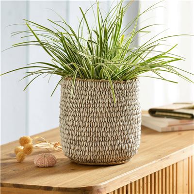 Cache-pot décor coquillages en résine