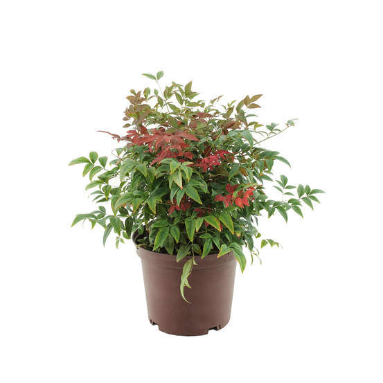 Nandina Domestica 'Obsessed ® Seika':Tffe pot 5L