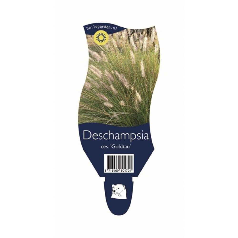 DESCHAMPSIA CESPITOSA GOLDTAU 9CM