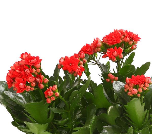 Flammendes Käthchen - Kalanchoe
