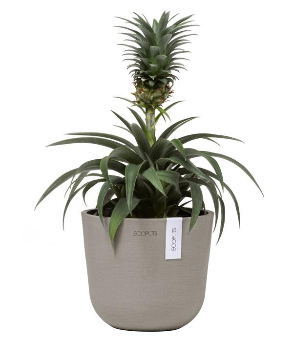 Ecopots Kunststoff-Topf Oslo Mini, rund