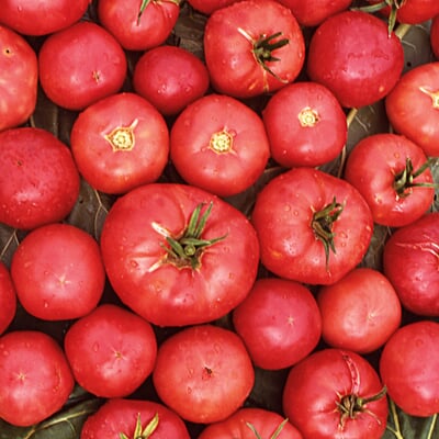 Gemüsesamen Tomaten besonders wohlschmeckend