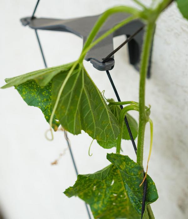 Gusta Garden Gurken-Rankhilfe Cucumber Buddy,