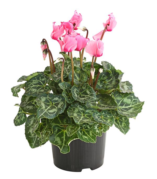 Alpenveilchen 'Victoria', verschiedene Farben