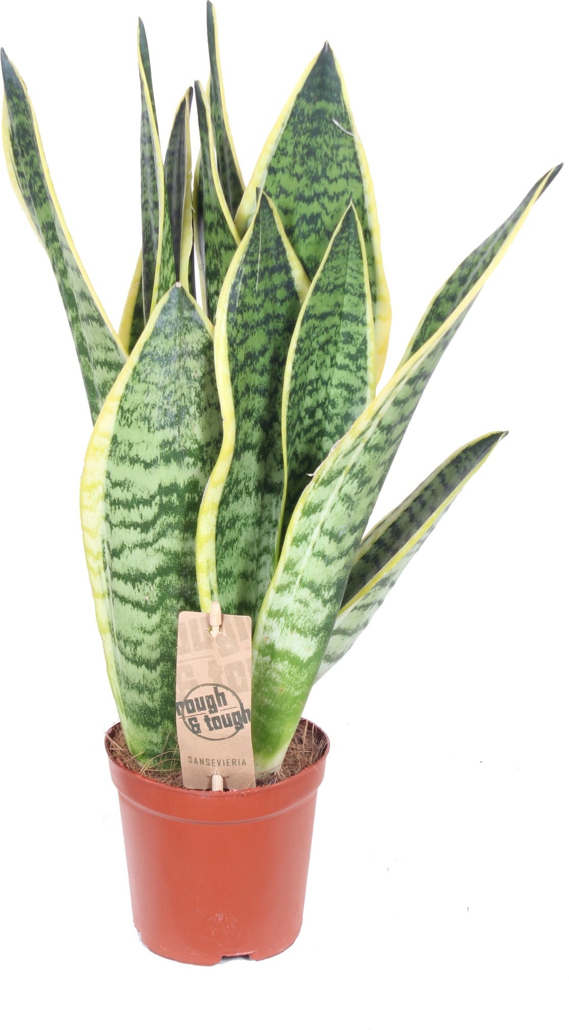 Vrouwentong (Sansevieria trifasciata 'Futura Superba') D 12 H 40 cm