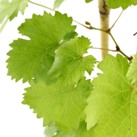 Vigne : pot de 3 litres