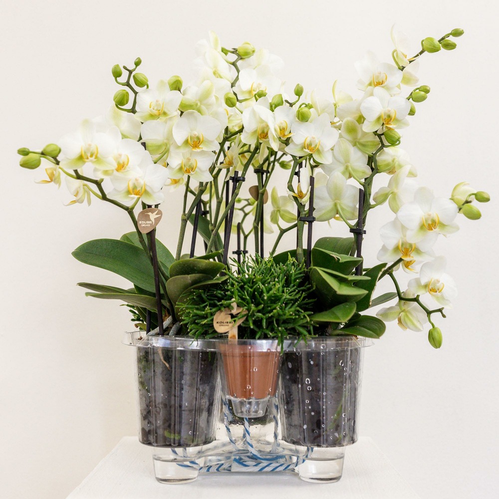 Plante d'intérieur - set de 3 orchidées blanches et 3 rhipsalis dans un panier en roseau avec réservoir d'eau 35cm