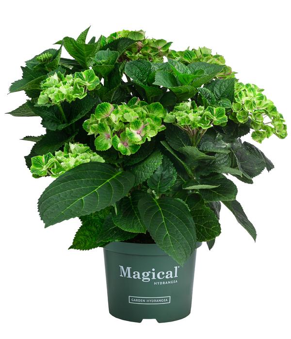 Hortensie 'Magical Amethyst'