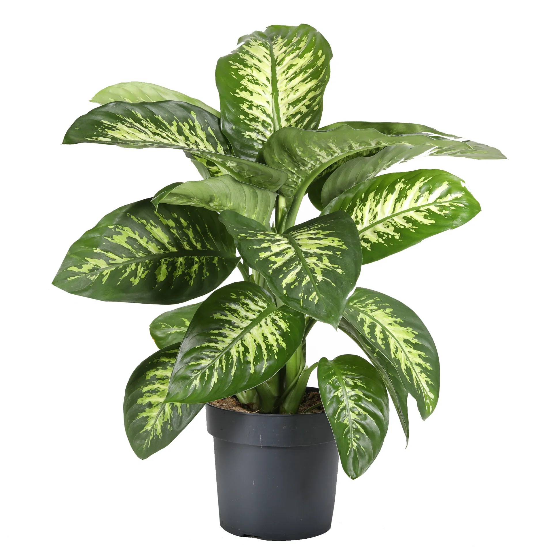 Dieffenbachia seguine 'Tropic Snow' Dieffenbachia 'Tropic Snow' Høyde 80 cm