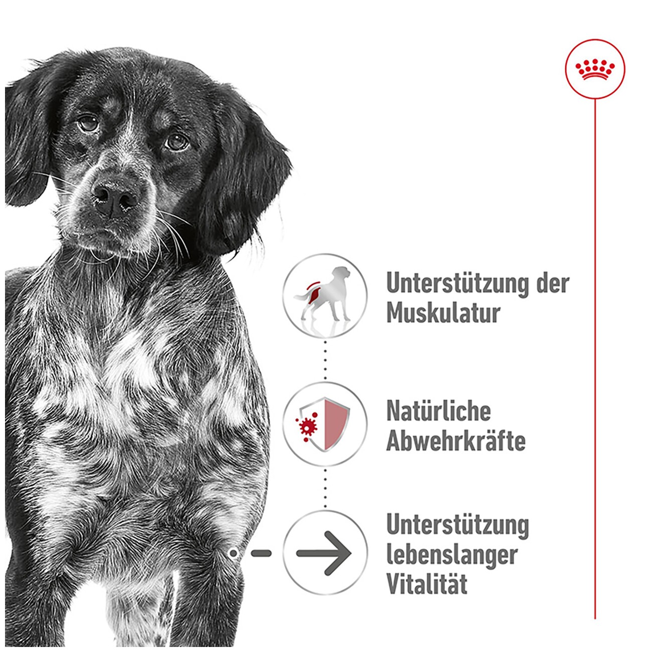 ROYAL CANIN Medium Ageing 10+ 3 kg