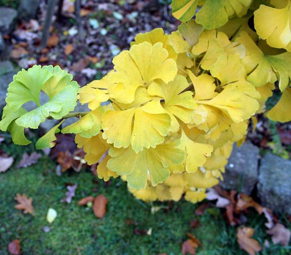 Ginkgobaum - Fächerblattbaum 'Mariken'