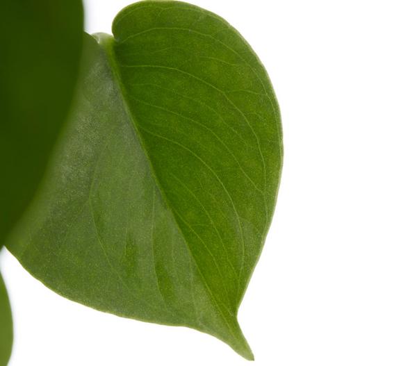 Fensterblatt - Monstera deliciosa