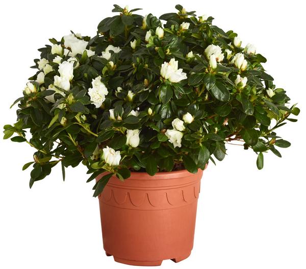 Zimmerazalee - Rhododendron simsii, Busch,