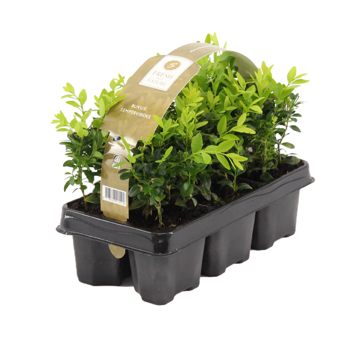 6x buxus sempervirens - boite haie - rustique - ⌀9 cm-↕ 15-20 cm