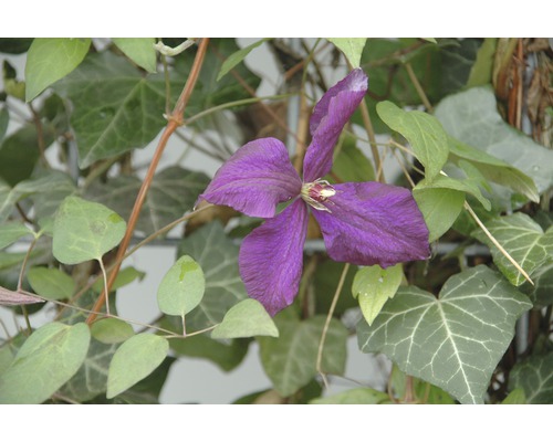 Privacyhaag Helix klimop met clematis violet H180xB120 cm