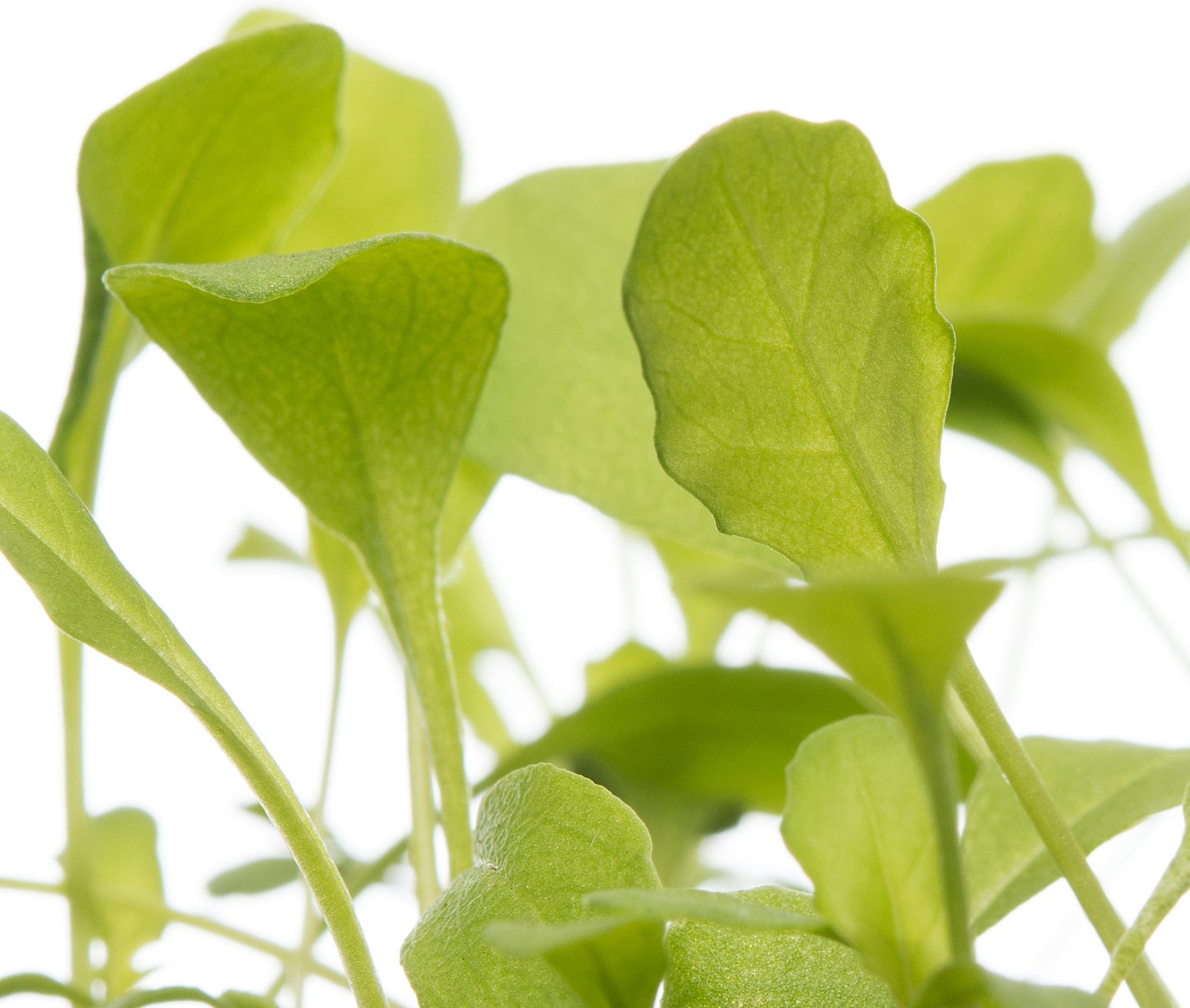 Biologische rucola (Eruca sativa) D 9 H 5 cm