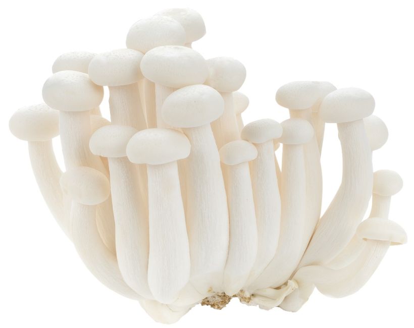 Dagverse Shimeji Paddenstoelen Wit 150g