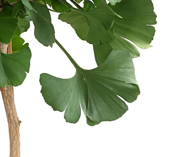 Ginkgobaum - Fächerblattbaum