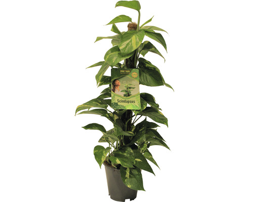 Geelbonte pothos FloraSelf Scindapsus aureum H 80-90 cm Ø 19 cm pot