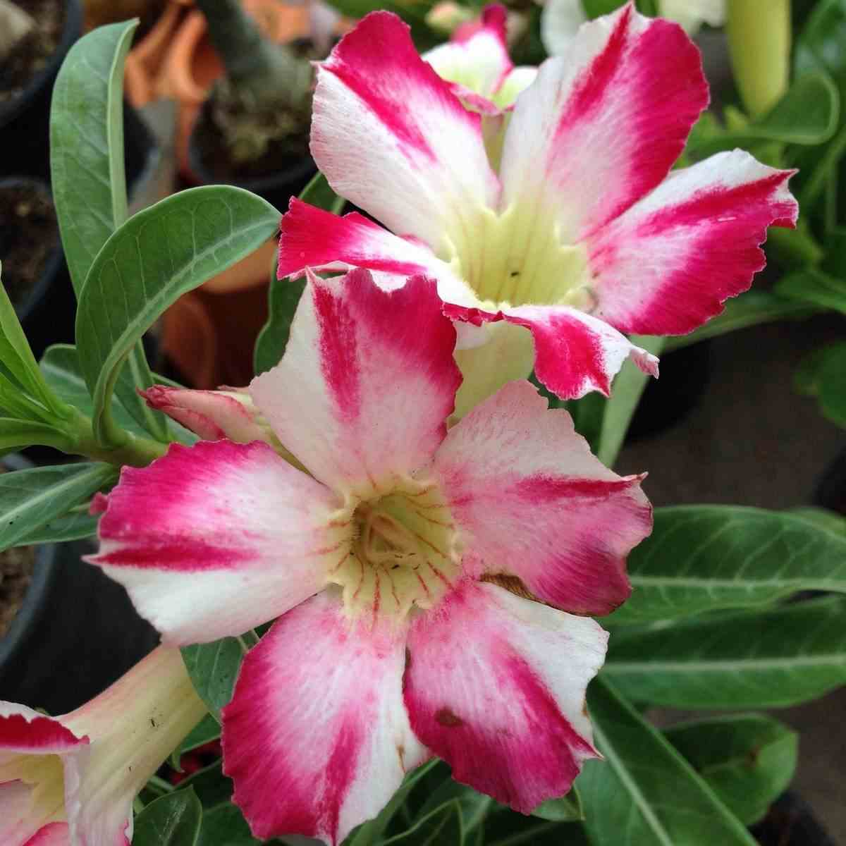 Adenium obesum cv.thep-pra-tan rouge - taille caudex d'environ 150g