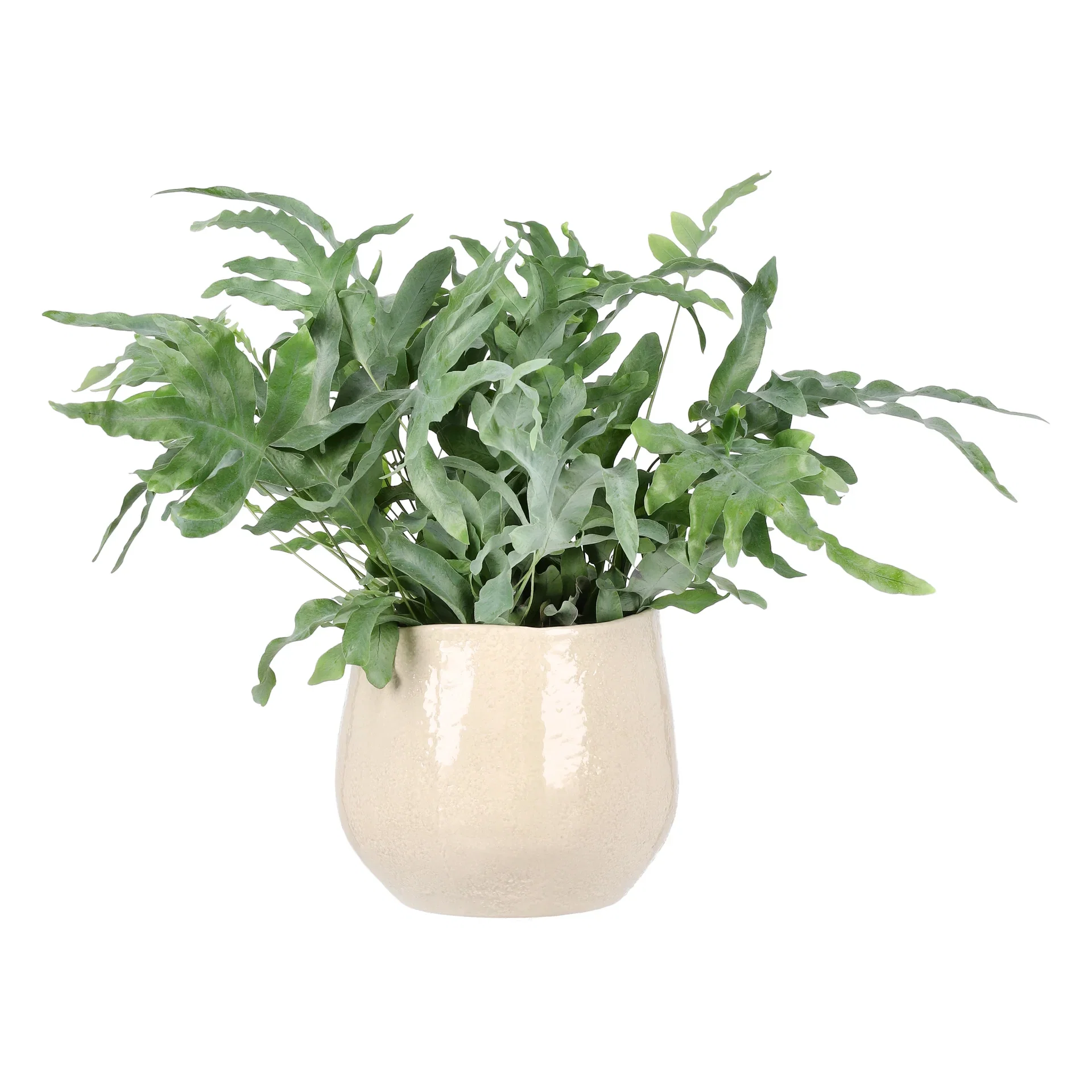 Phlebodium aureum 'Blue Star' Blåstjerne Høyde 45 cm