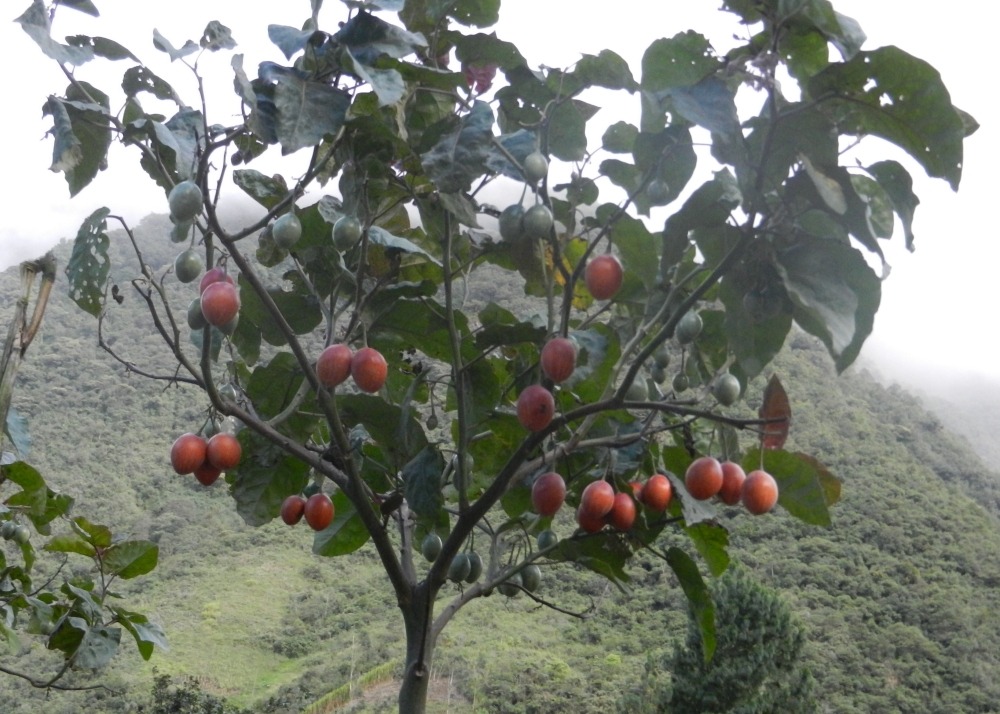 Kit cadeau - arbre à tomates - 50 graines - cyphomandra betacea