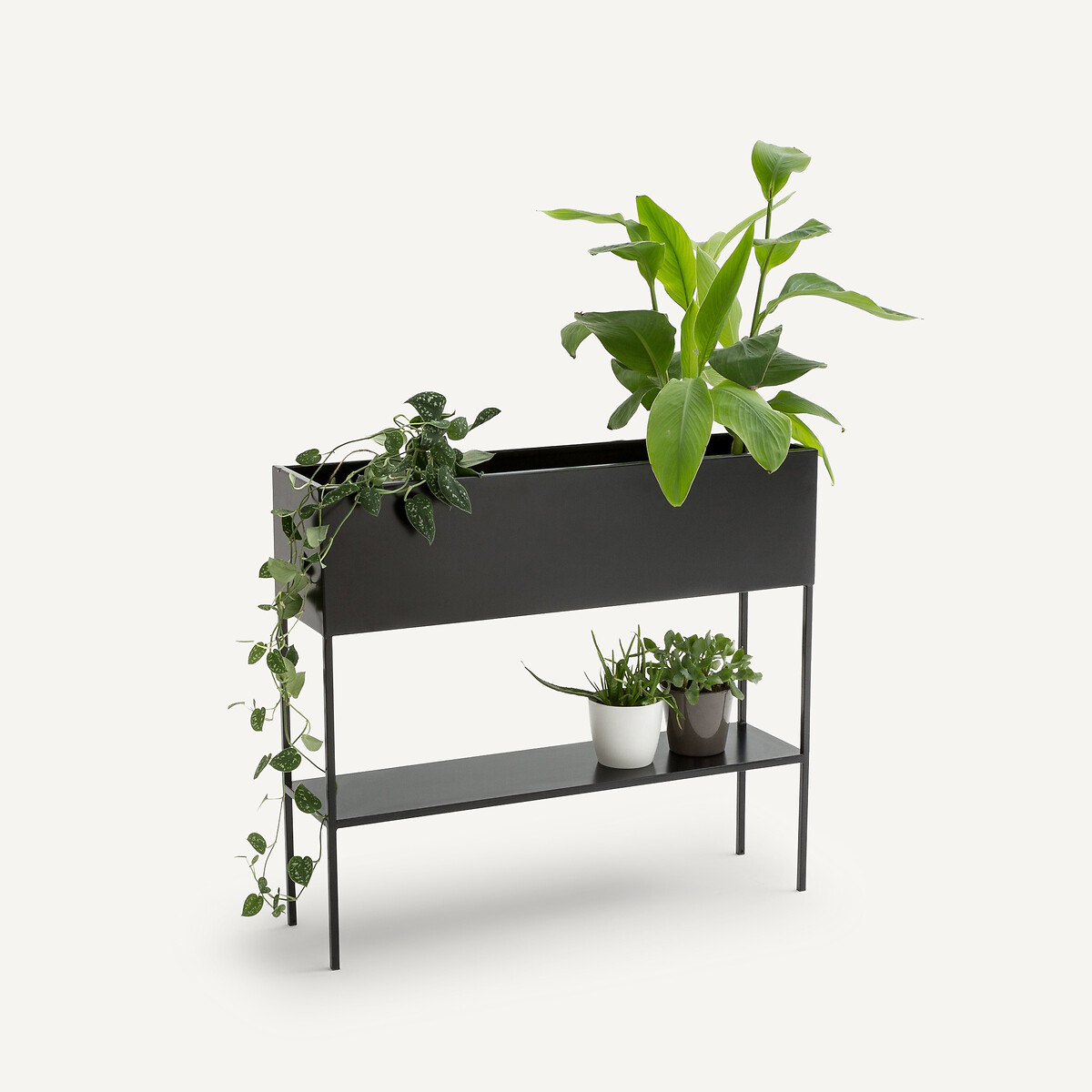 AM.PM<br>Planteira de ferro, Consuela