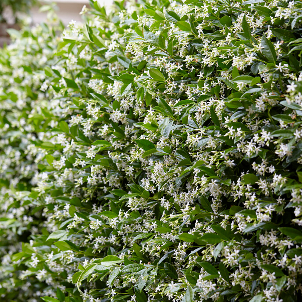 Trachelospermum étoile de venise – jasmin de toscane – plante grimpante – rustique – ⌀15 cm - ↕60-70 cm