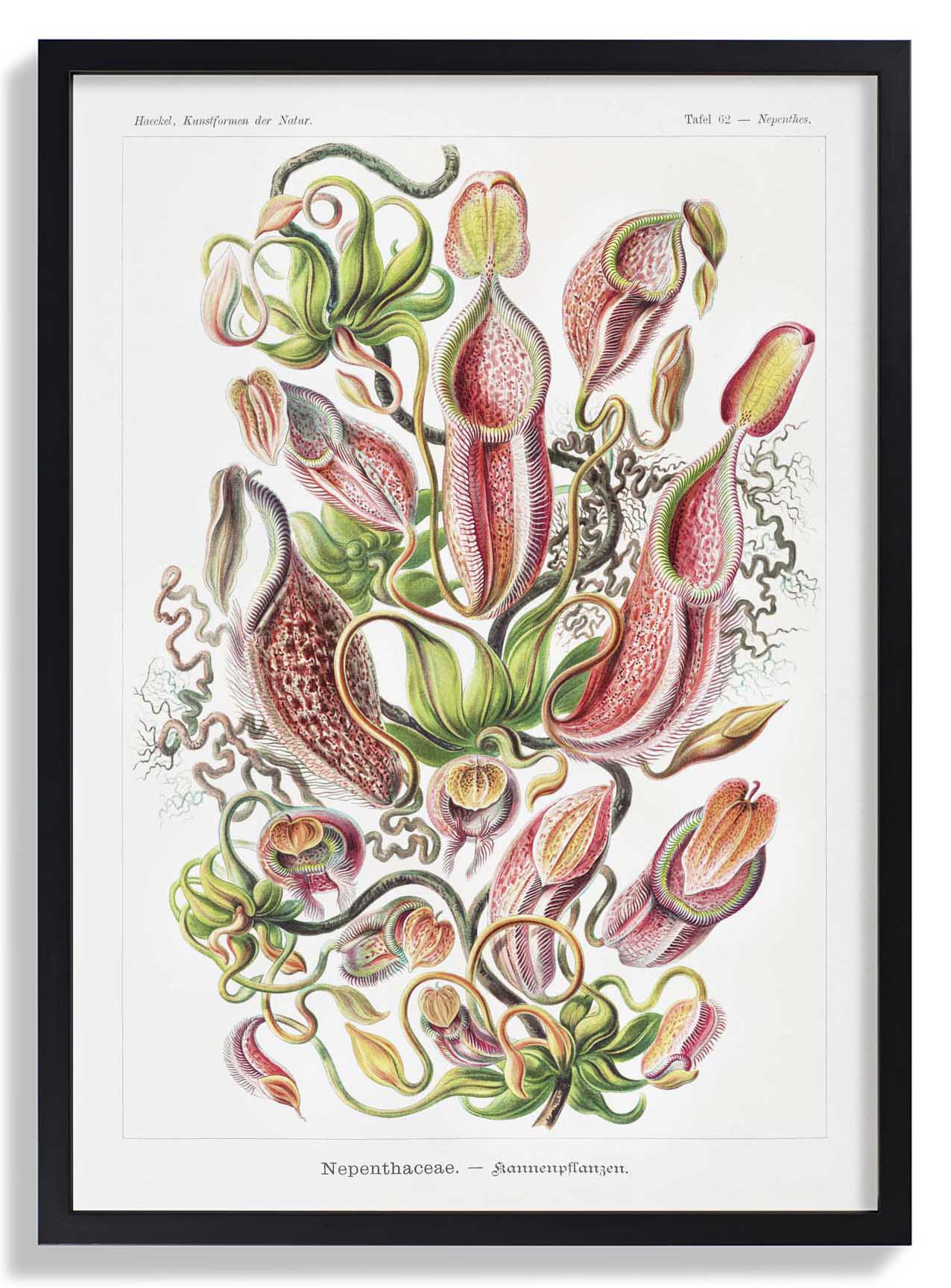 Nepenthaceae von Ernst Haeckel