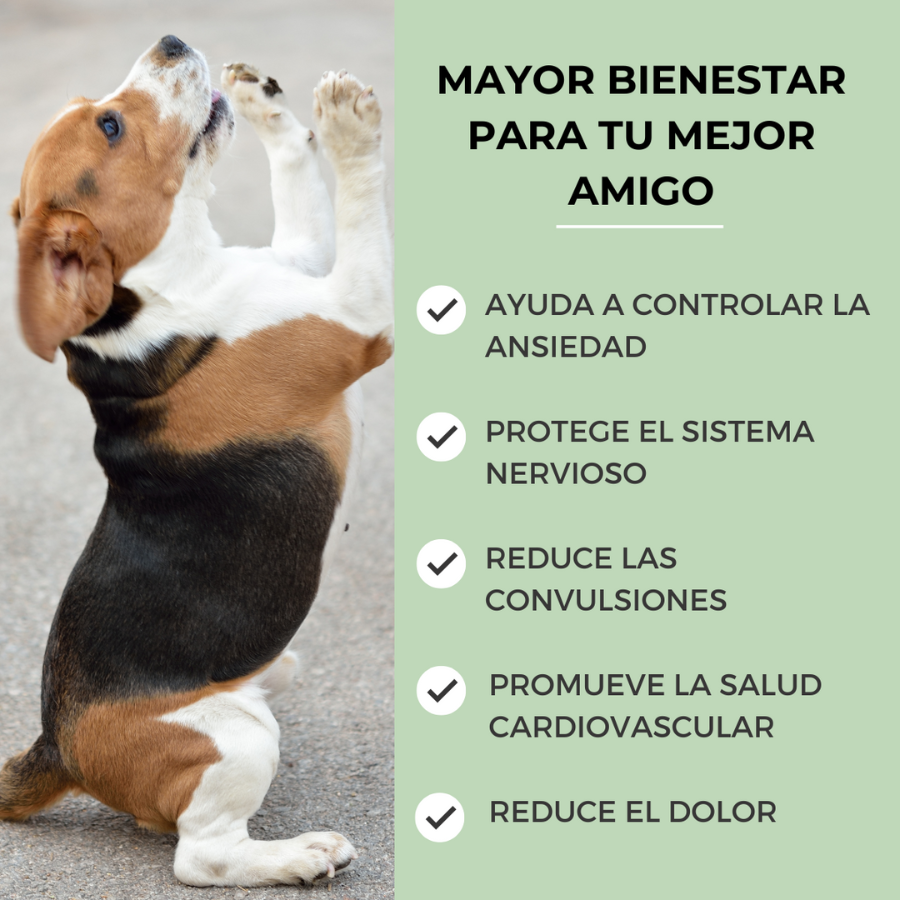 Óleo de CBD Feel Cocoa 10% para Cães e Gatos | 10 ml