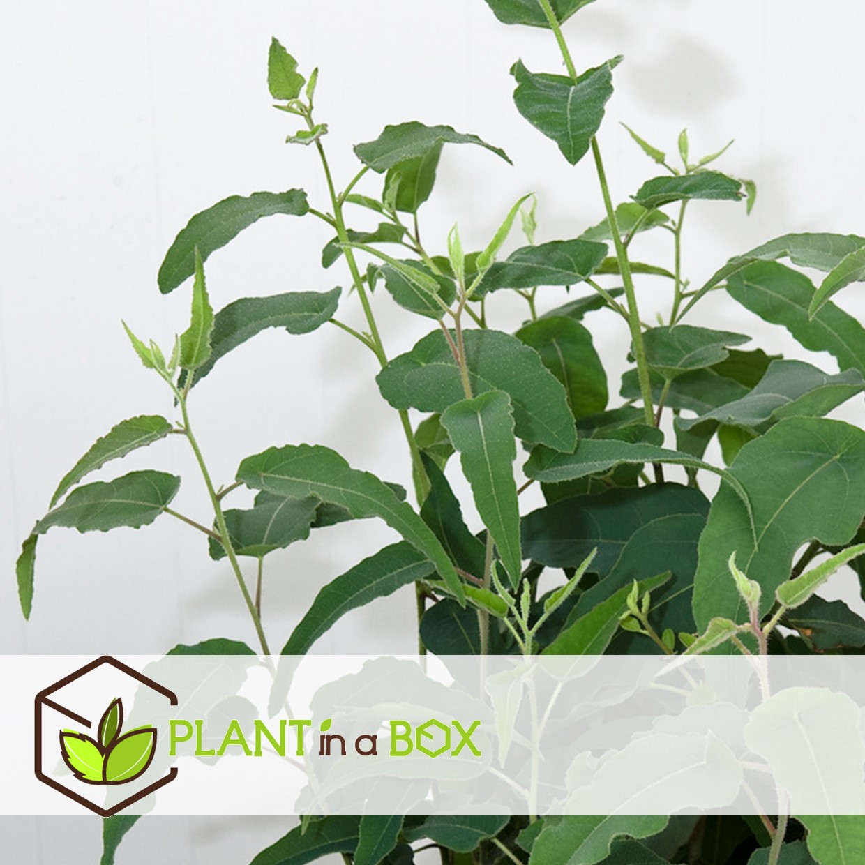 Eucalyptus 'citriodora' - lot de 2 - buissons d'eucalyptus - ⌀19 cm - h35 cm