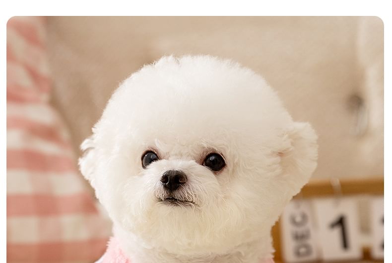 Cissilli - Smiley Applique Chenille Pet Top
