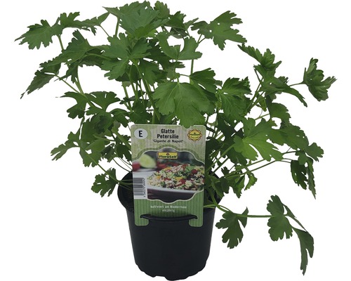 Peterselie FloraSelf Petroselinum crispum 'Di Napoli' Ø 12 cm pot