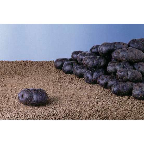 Plants de pommes de terre 'La Violette' en filet x25