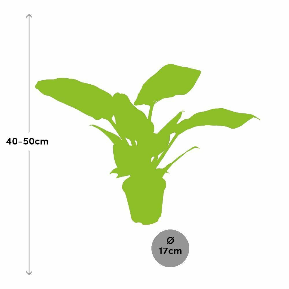 Plante d'intérieur - philodendron imperial green 50.0cm
