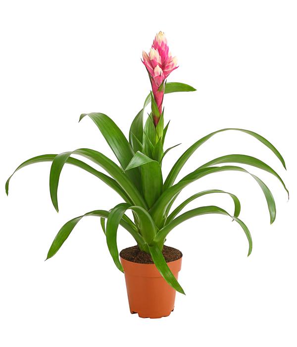 Guzmanie - Guzmania 'Candy'