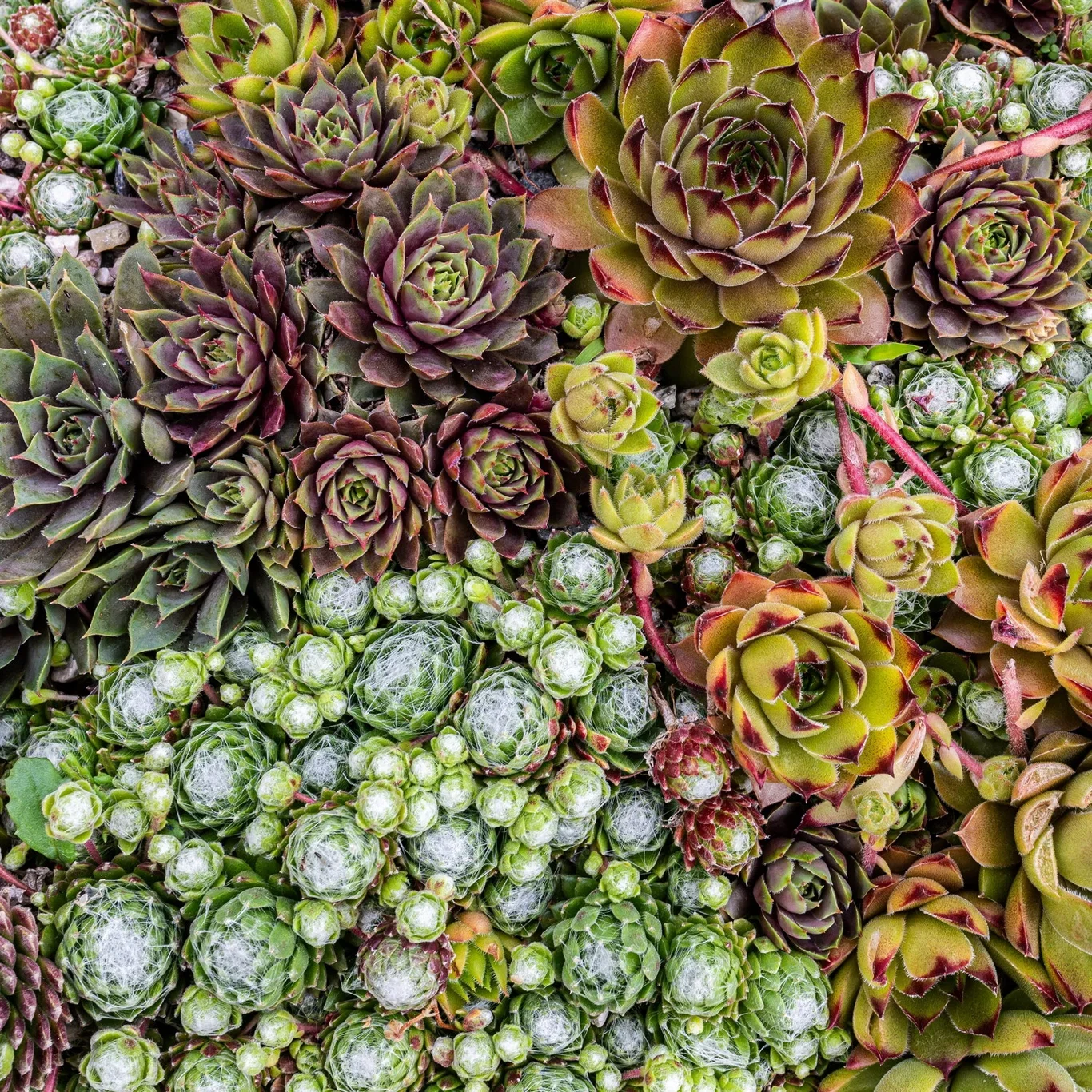 Sempervivum mix Sempervivum, miks 6 pk