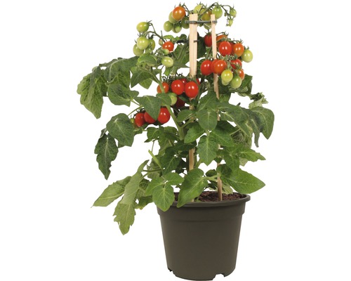 Snack pruimtomaat Pick&Joy Ø 14 cm pot
