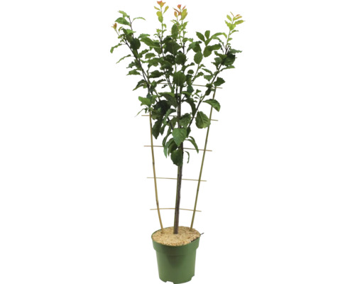 Biologische pruimenboom espalier FloraSelf Prunus domestica 'Hauszwetschge' H 80-100 cm Co 5 L