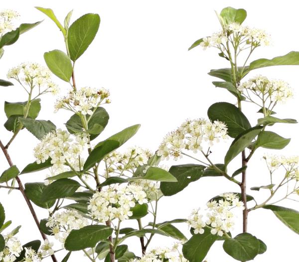 Apfelbeere, Aronia 'Aron'