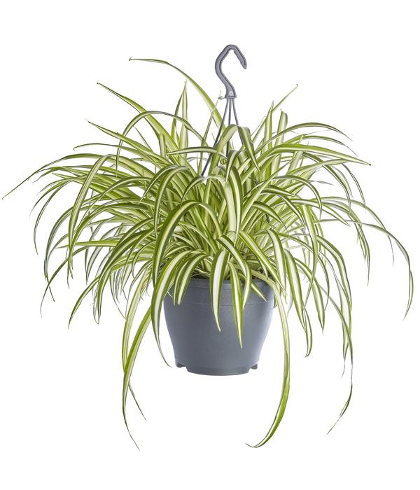 Grünlilie - Chlorophytum comosum 'Variegata'