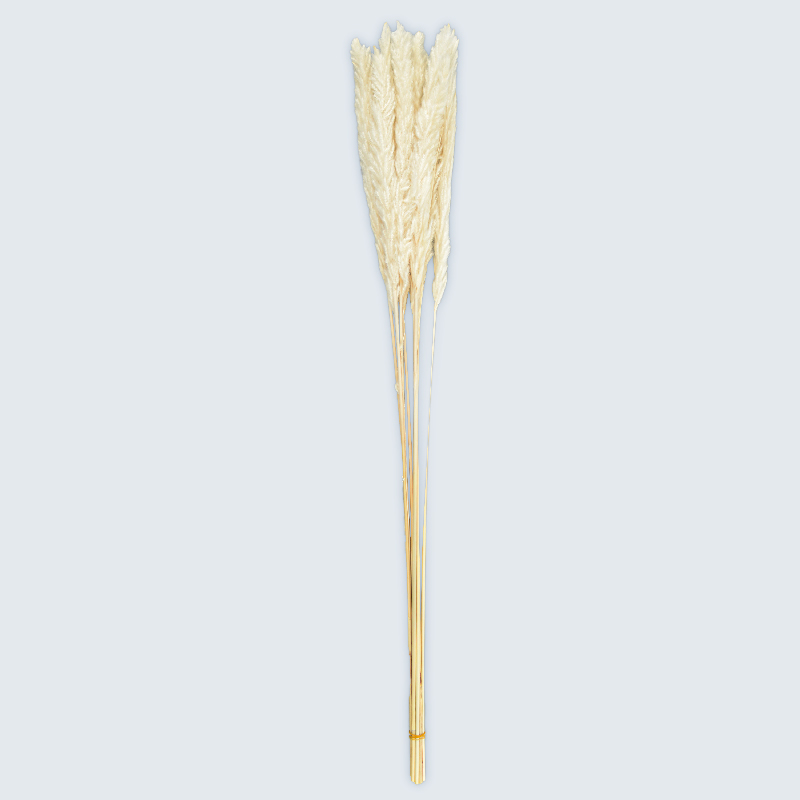 Lot de 10 Miscanthus blancs