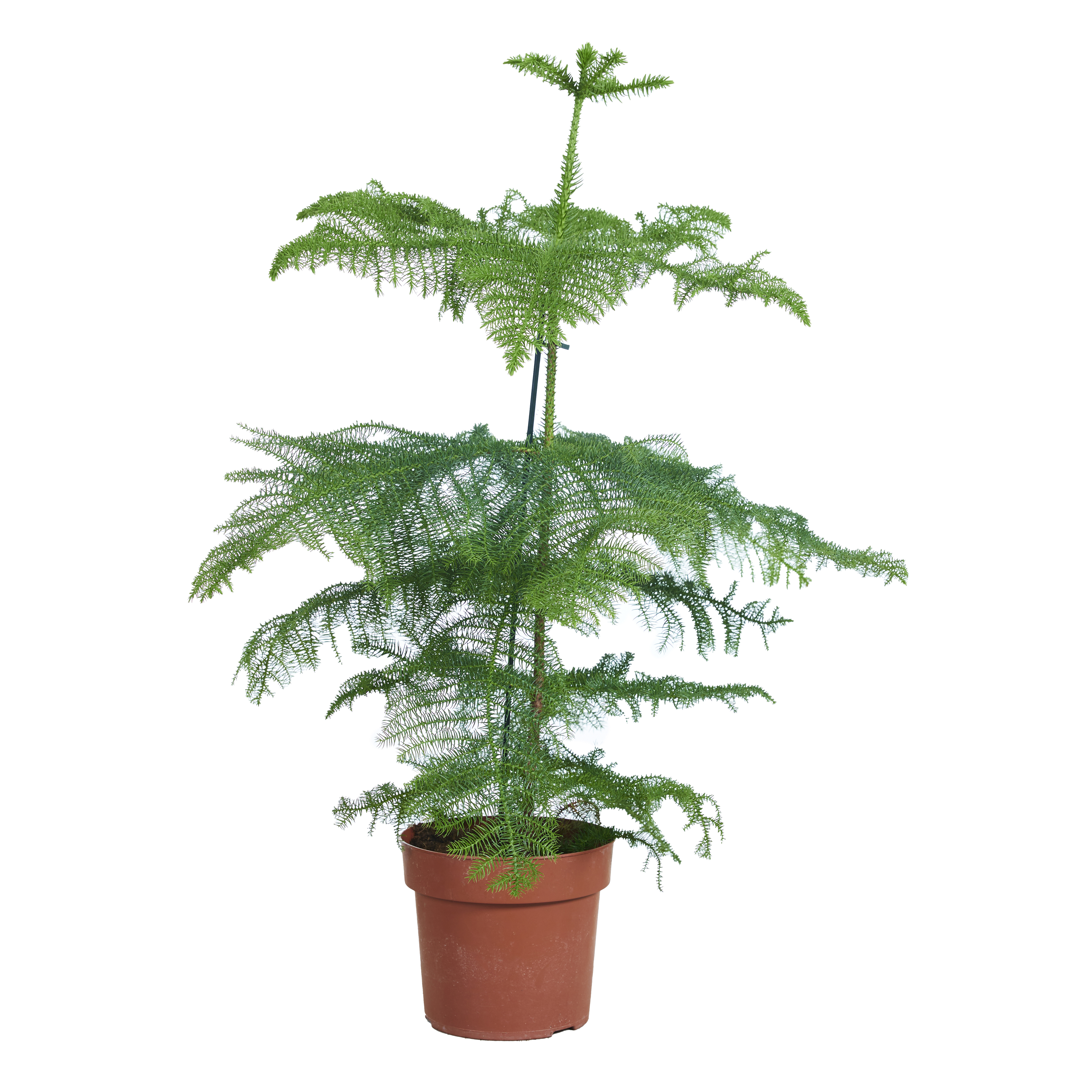 Araucaria 'heterophylla' - pin de chambre - ⌀21 cm - ↕80-100 cm
