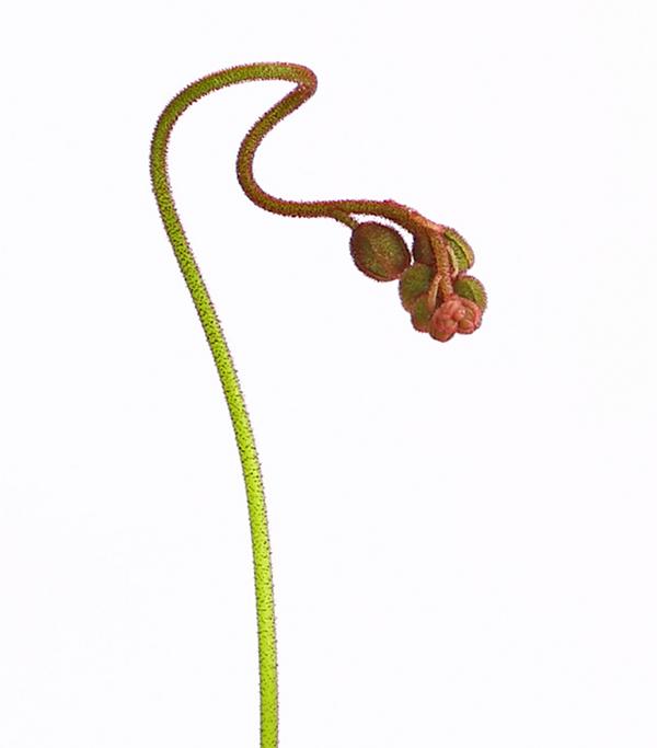 Sonnentau - Drosera aliciae