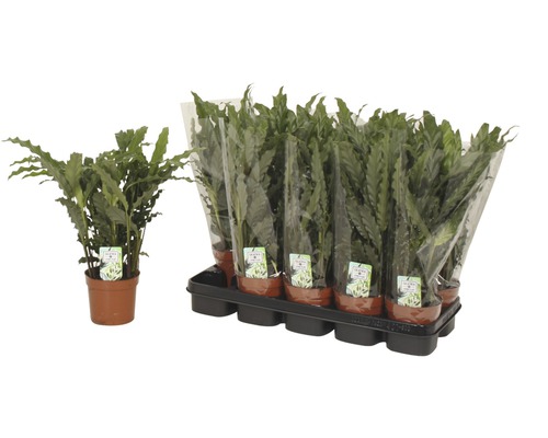 Mand Marante 'Blue Grass' FloraSelf Calathea rufibarba 'Blue Grass' H 34-45 cm Ø 12 cm pot
