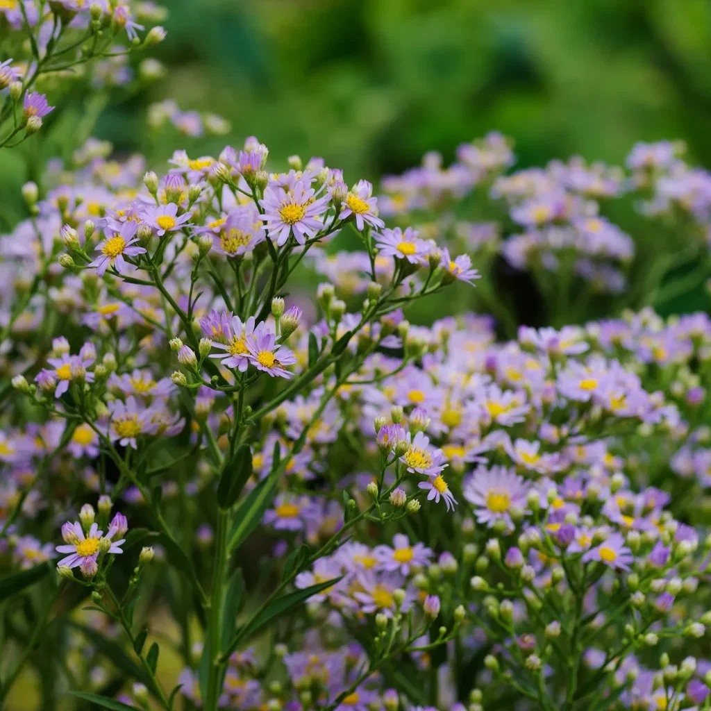Aster ageratoides 'Asran' Høstaster  'Asran' Ø11 cm