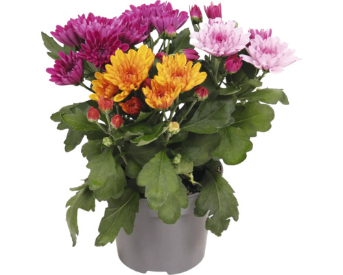 Chrysant 'Autumn Melange' FloraSelf Hoogte 20-30 cm Pot Ø 12 cm Chrysanthemum indicum