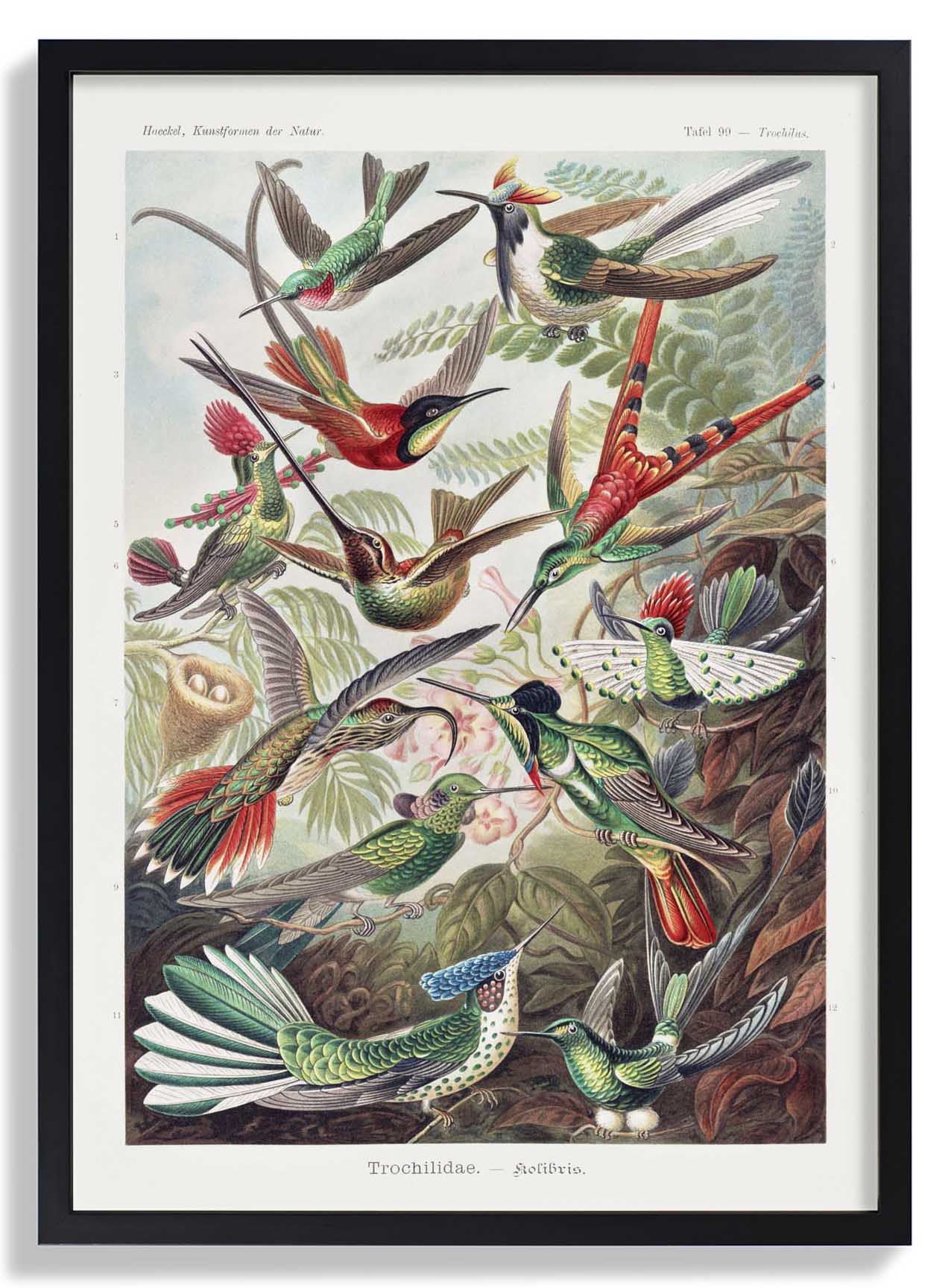 Paradiesvögel von Ernst Haeckel mit weißem Rand