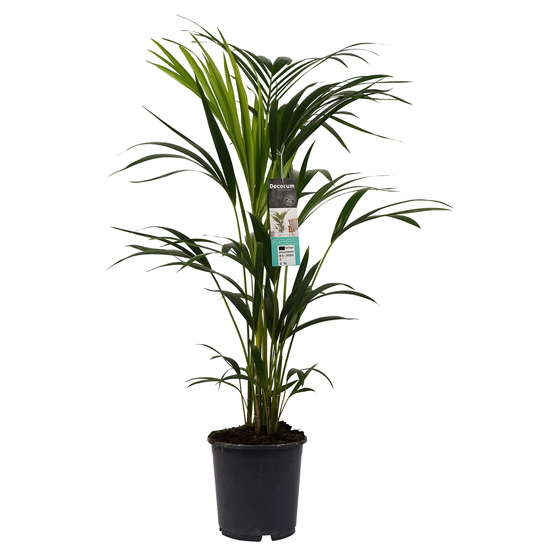 Palmier, Kentia Howea Forsteriana - Pot D21cm